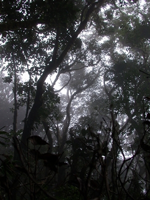 cloud forest in costa rica